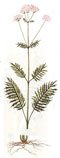 Valeriana (Valeriana officinalis L.)