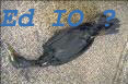 Foto di un Uccello ucciso dal petrolio