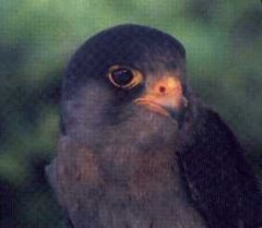 Foto di un giovane Falco pellegrino