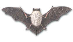 Pipistrello di Savi